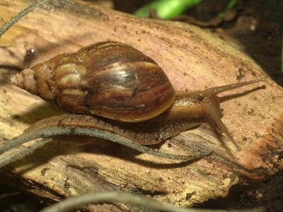 Giant African land snail - De Zonnegloed - Animal park - Animal refuge centre 
