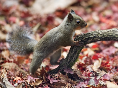 Écureuil du Japon - De Zonnegloed - Refuge pour animaux