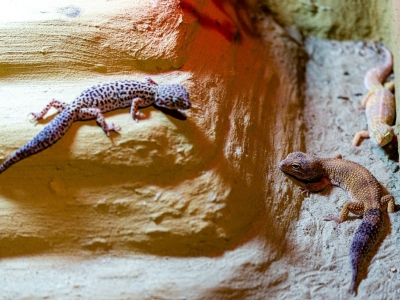 Leopard gecko - De Zonnegloed - Animal park - Animal refuge centre 
