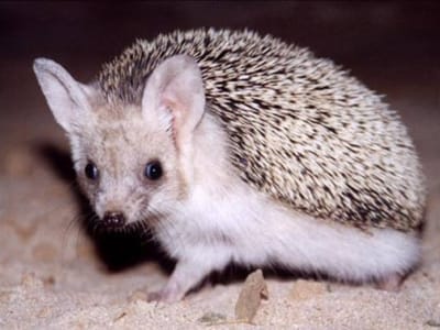 Long-eared hedgehog - De Zonnegloed - Animal park - Animal refuge centre 