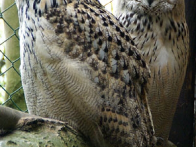 Siberische oehoe - De Zonnegloed - Dierenpark - Dieren opvangcentrum - Sanctuary