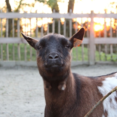 Pygmy goat - De Zonnegloed - Animal park - Animal refuge centre 