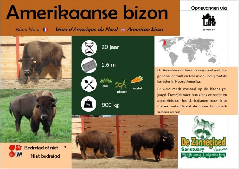 Amerikaanse bizon - De Zonnegloed - Dierenpark - Dieren opvangcentrum - Sanctuary Amerikaanse bizon - De Zonnegloed - Dierenpark - Dieren opvangcentrum - Sanctuary