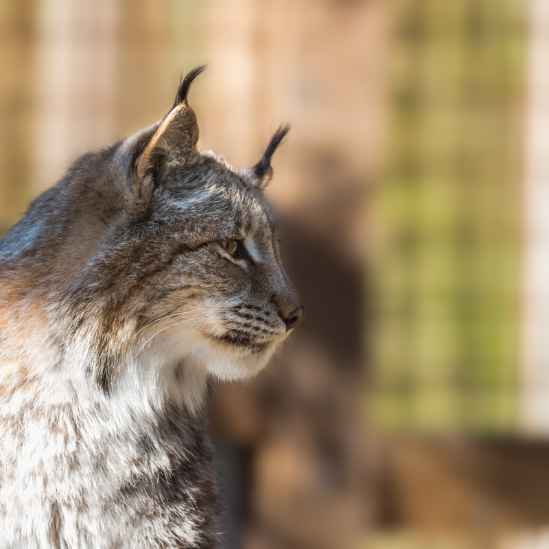 Definitieve opvang voor wilde uitheemse dieren - De Zonnegloed - Dierenpark - Dieren opvangcentrum - Sanctuary