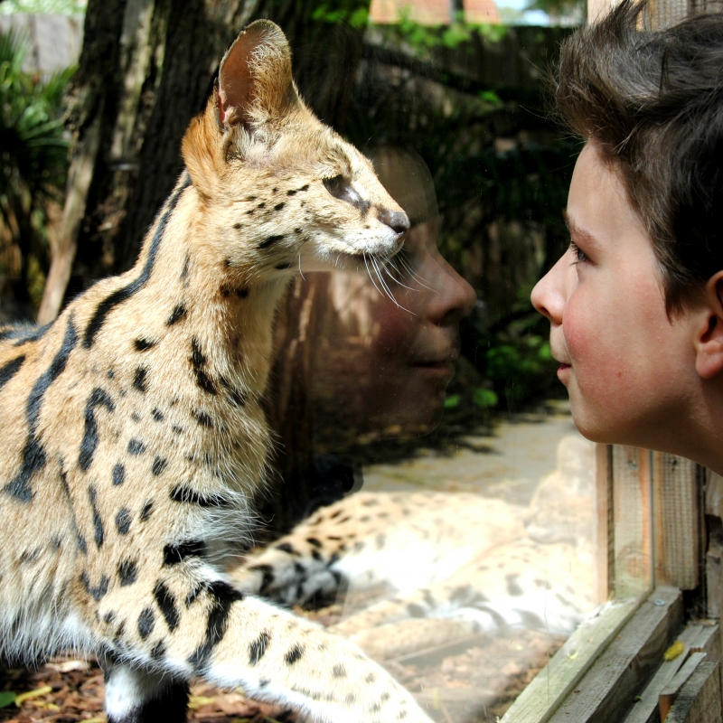 Dagprogramma. - De Zonnegloed - Dierenpark - Dieren opvangcentrum - Sanctuary