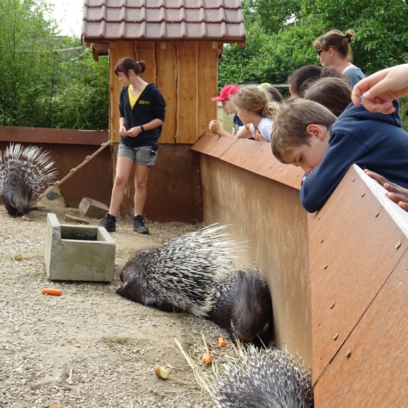 Schoolreis / Jeugdvereniging - De Zonnegloed - Dierenpark - Dieren opvangcentrum - Sanctuary