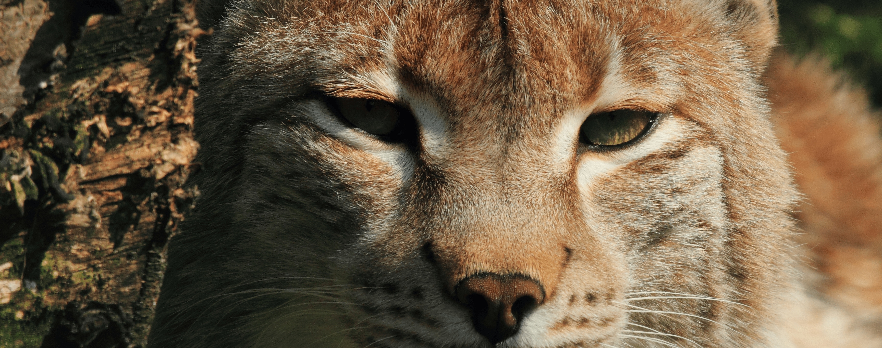 boven openingsuren - De Zonnegloed - Dierenpark - Dieren opvangcentrum - Sanctuary