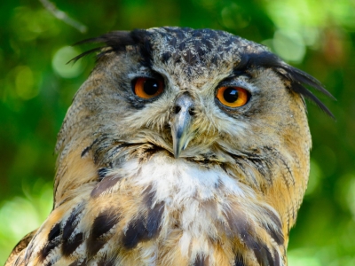 Eurasian eagle-owl - De Zonnegloed - Animal park - Animal refuge centre 