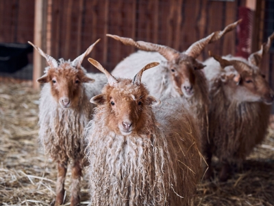 Mouton de Racka - De Zonnegloed - Refuge pour animaux