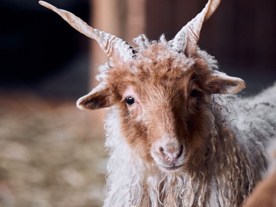 Mouton de Racka - De Zonnegloed - Refuge pour animaux