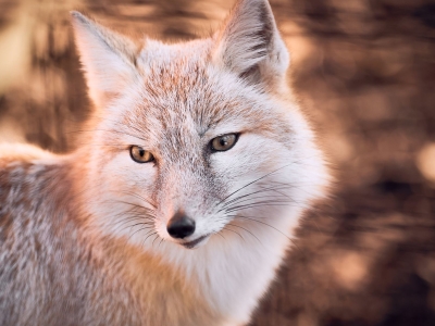 Corsac fox - De Zonnegloed - Animal park - Animal refuge centre 