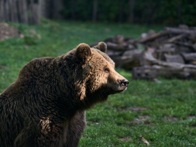 Bruine beer - De Zonnegloed - Dierenpark - Dieren opvangcentrum - Sanctuary
