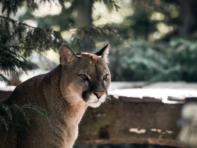 Poema - De Zonnegloed - Dierenpark - Dieren opvangcentrum - Sanctuary
