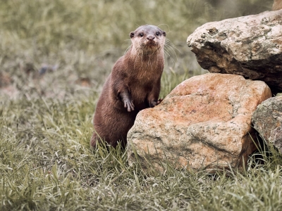 Oriental small-clawed otter - De Zonnegloed - Animal park - Animal refuge centre 