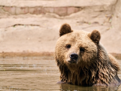 Bruine beer - De Zonnegloed - Dierenpark - Dieren opvangcentrum - Sanctuary