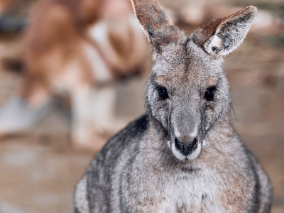 eastern grey kangaroo - De Zonnegloed - Animal park - Animal refuge centre 