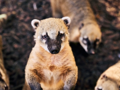 Coati roux - De Zonnegloed - Refuge pour animaux