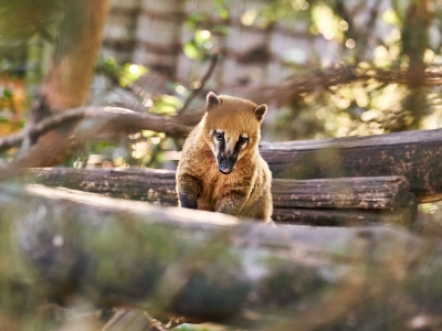 Coati roux - De Zonnegloed - Refuge pour animaux