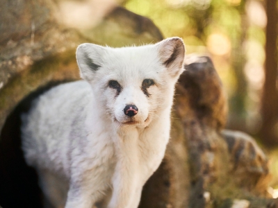 Arctic fox - De Zonnegloed - Animal park - Animal refuge centre 