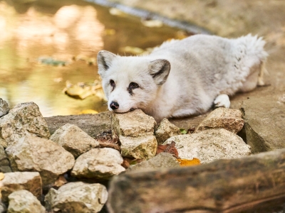 Arctic fox - De Zonnegloed - Animal park - Animal refuge centre 
