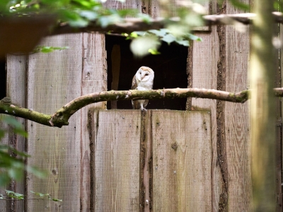 Chouette effraie - De Zonnegloed - Refuge pour animaux