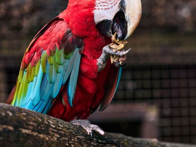 Green winged macaw - De Zonnegloed - Animal park - Animal refuge centre 