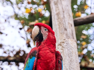 Green winged macaw - De Zonnegloed - Animal park - Animal refuge centre 