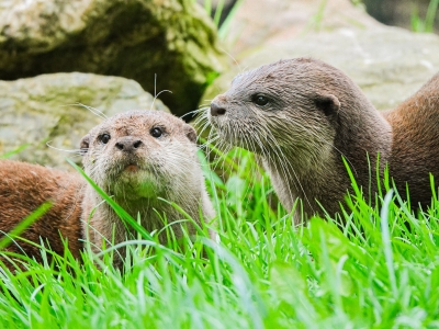 Oriental small-clawed otter - De Zonnegloed - Animal park - Animal refuge centre 