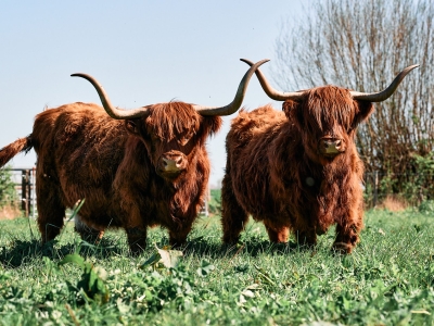 Schotse Hooglander - De Zonnegloed - Dierenpark - Dieren opvangcentrum - Sanctuary