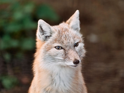 Corsac fox - De Zonnegloed - Animal park - Animal refuge centre 