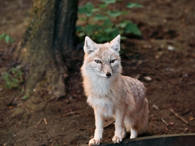 Corsac fox - De Zonnegloed - Animal park - Animal refuge centre 