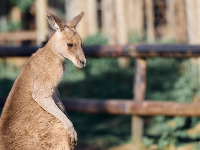 eastern grey kangaroo - De Zonnegloed - Animal park - Animal refuge centre 