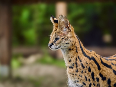 Serval - De Zonnegloed - Refuge pour animaux