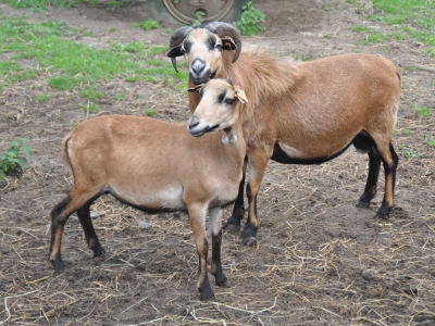 Cameroon sheep - De Zonnegloed - Animal park - Animal refuge centre 