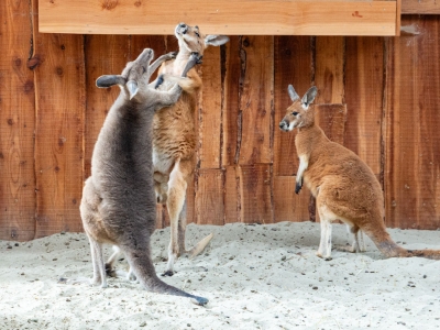 eastern grey kangaroo - De Zonnegloed - Animal park - Animal refuge centre 