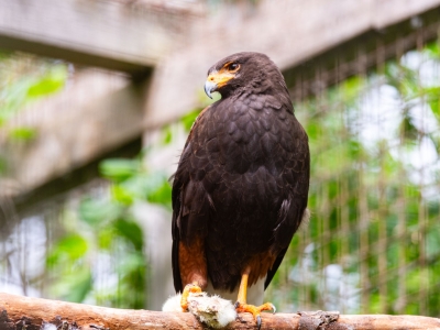 Amerikaanse woestijnbuizerd - De Zonnegloed - Dierenpark - Dieren opvangcentrum - Sanctuary