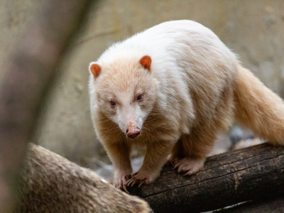 Coati roux - De Zonnegloed - Refuge pour animaux