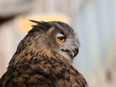 Eurasian eagle-owl - De Zonnegloed - Animal park - Animal refuge centre 
