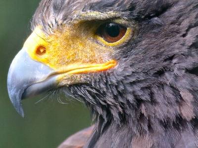 Amerikaanse woestijnbuizerd - De Zonnegloed - Dierenpark - Dieren opvangcentrum - Sanctuary
