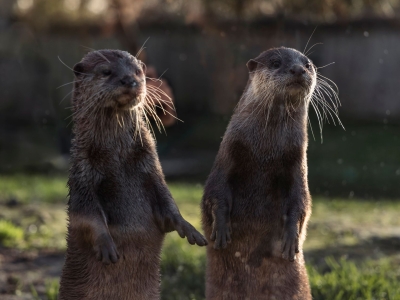 Oriental small-clawed otter - De Zonnegloed - Animal park - Animal refuge centre 