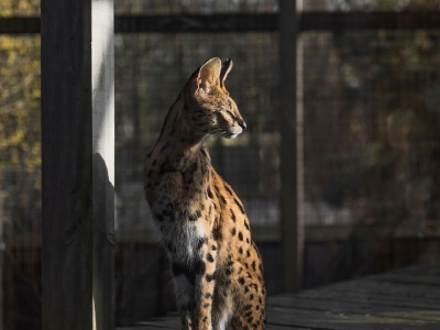 Serval - De Zonnegloed - Refuge pour animaux