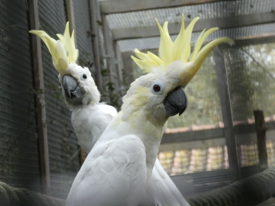 Yellow-crested cockatoo - De Zonnegloed - Animal park - Animal refuge centre 