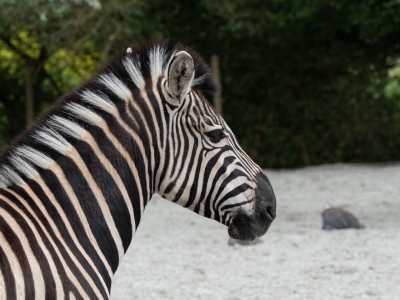 Steppezebra - De Zonnegloed - Dierenpark - Dieren opvangcentrum - Sanctuary