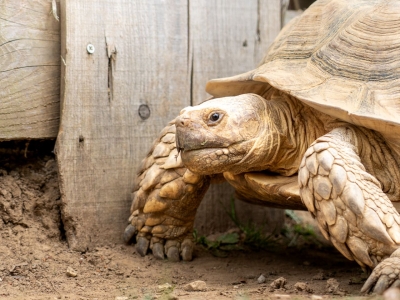 Afrikaanse sporenschildpad - De Zonnegloed - Dierenpark - Dieren opvangcentrum - Sanctuary