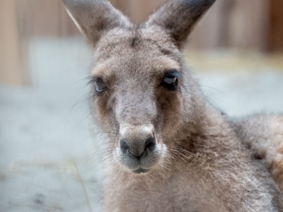 eastern grey kangaroo - De Zonnegloed - Animal park - Animal refuge centre 