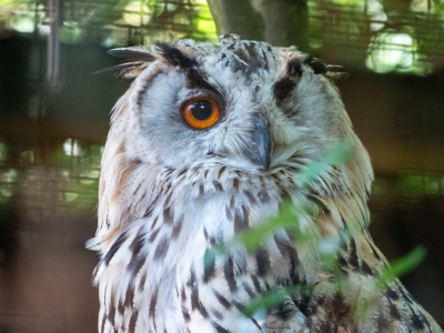Grand-duc d'Am&eacute;rique - De Zonnegloed - Refuge pour animaux