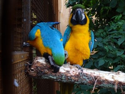 Blue-and-yellow macaw - De Zonnegloed - Animal park - Animal refuge centre 