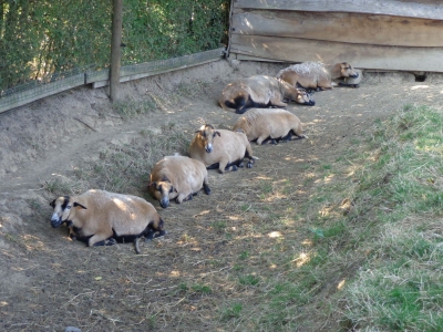 Cameroon sheep - De Zonnegloed - Animal park - Animal refuge centre 