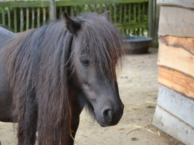 Pony - De Zonnegloed - Animal park - Animal refuge centre 