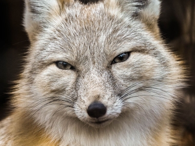 Corsac fox - De Zonnegloed - Animal park - Animal refuge centre 